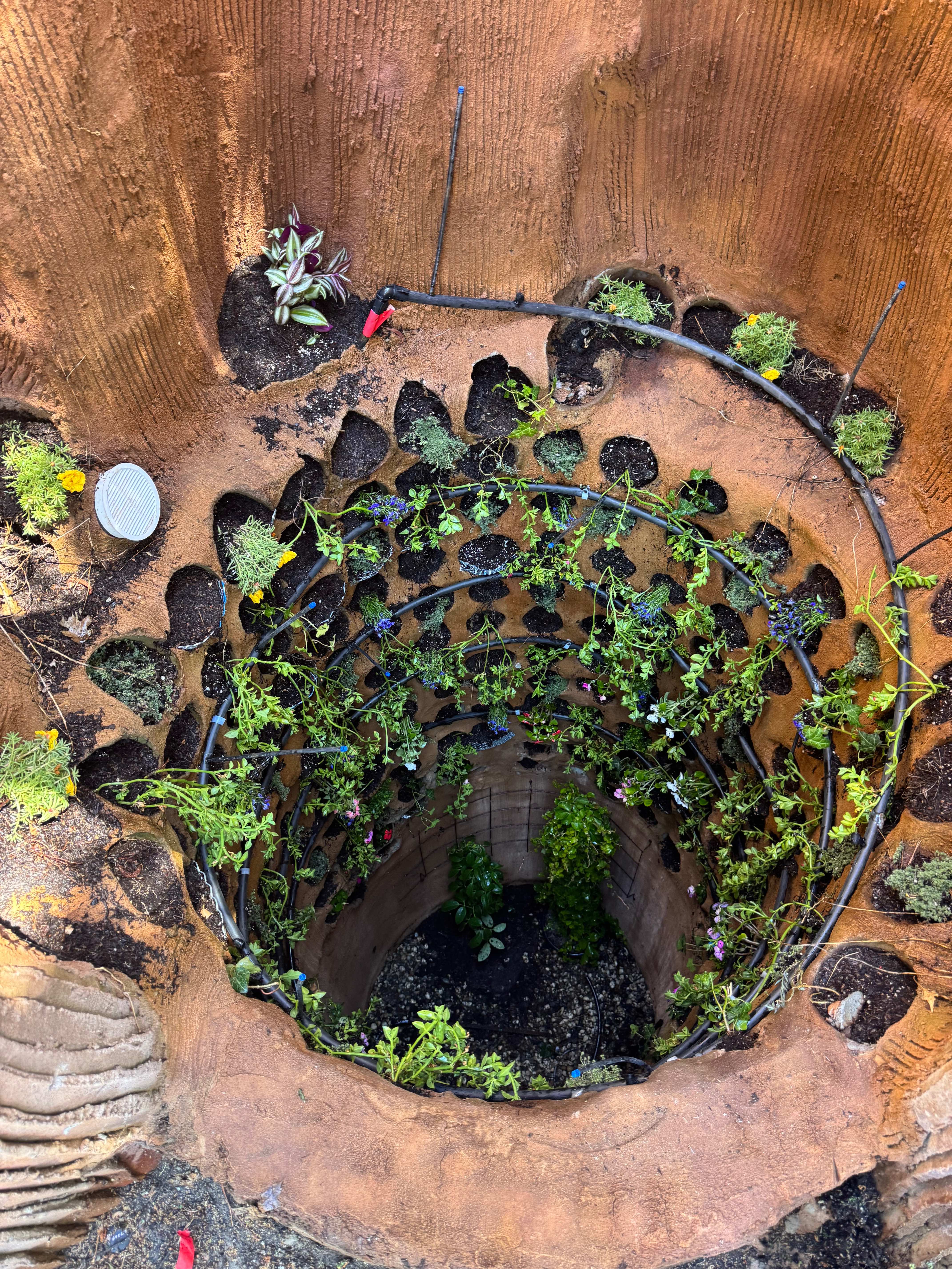 Looking down into a sculpted ferro-cement planter well lined with soil pockets, plants, and spiral drip irrigation