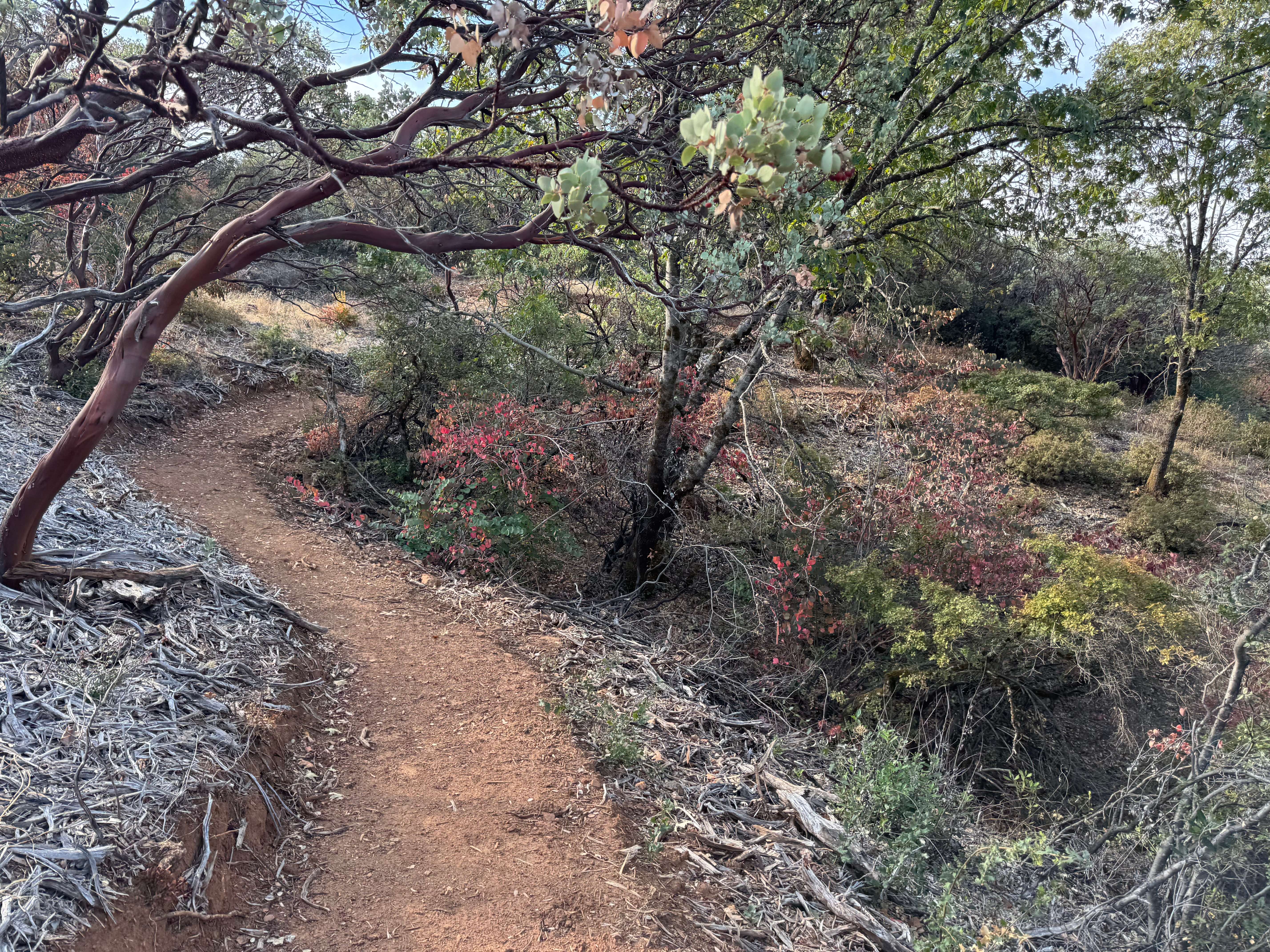A red dirt trail curving beneath manzanita branches through autumn brush